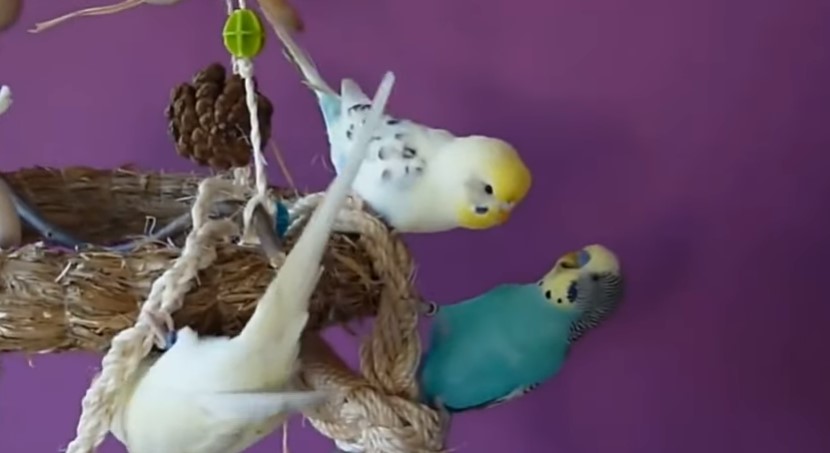 Bedømmelse af de bedste papegøjeracer til hjemmebrug i 2022