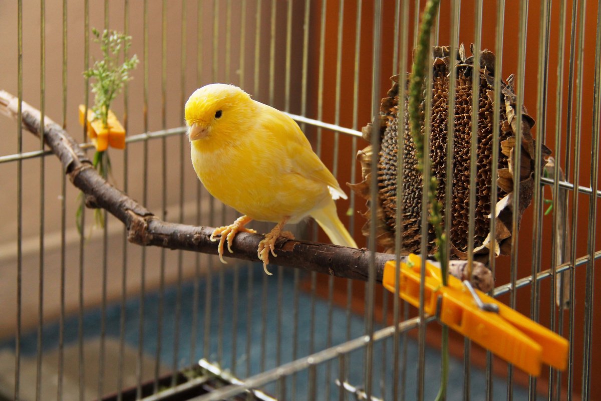 Ranking of the best canary cages in 2022