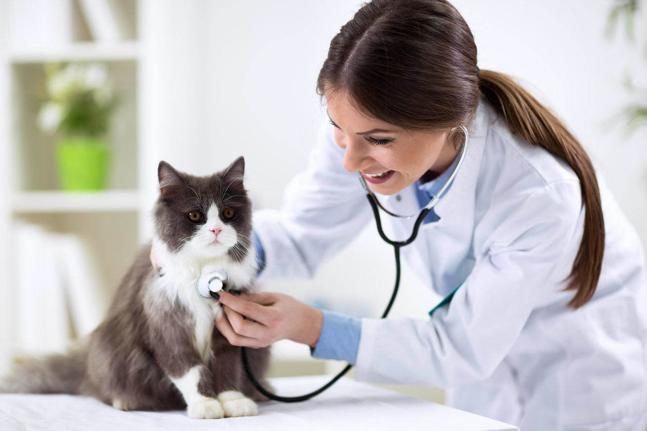 Rating of the best veterinary clinics in Moscow for 2022
