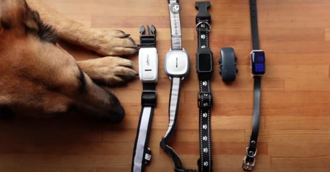 Ranking of the best GPS collars for dogs for 2022