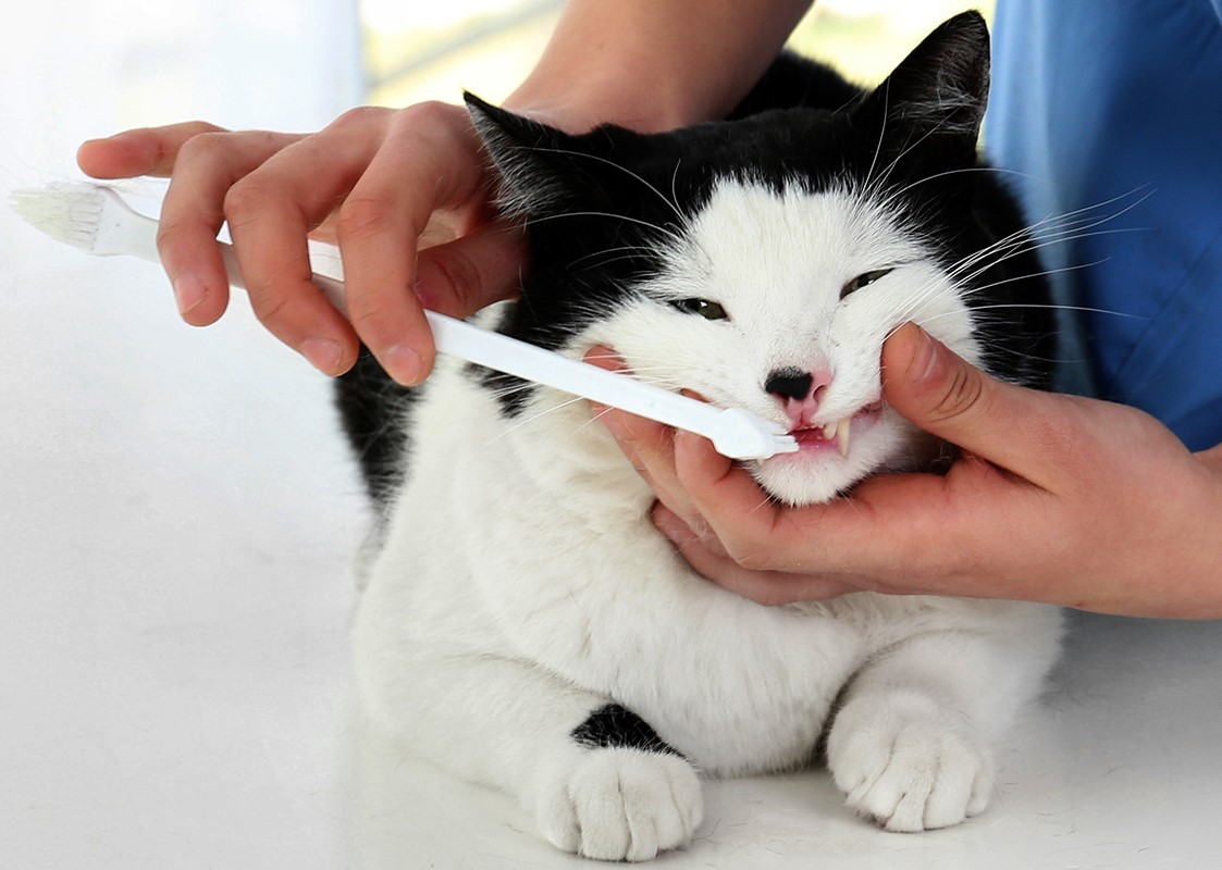 Rangering af de bedste tandbørster til katte i 2022