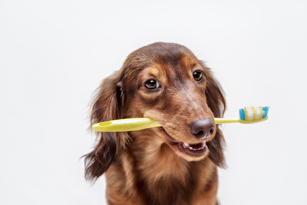 Classement des meilleures brosses à dents pour chien en 2022