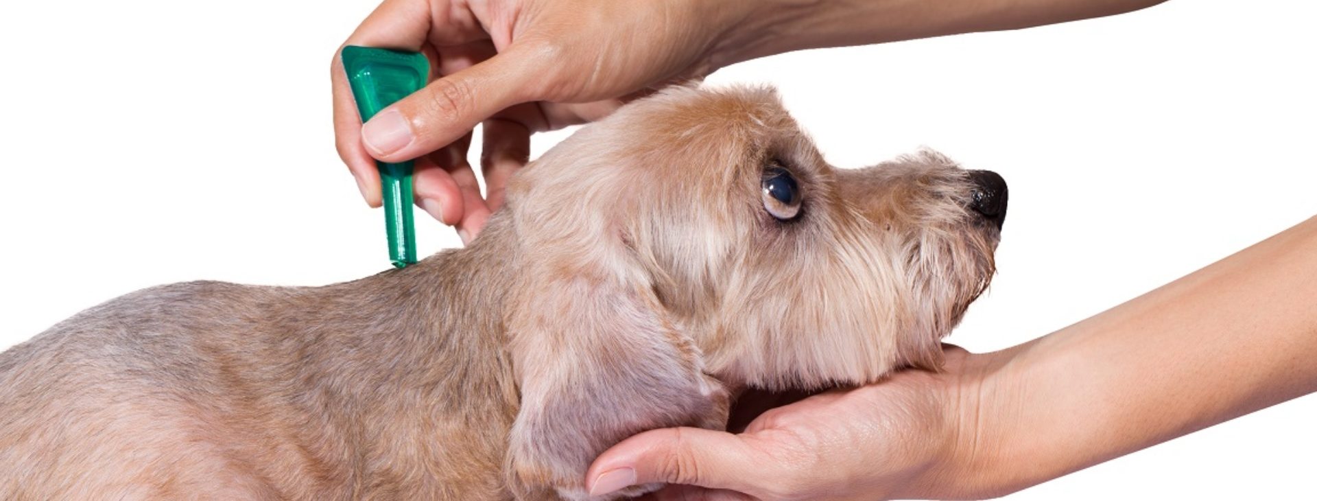 Classement des meilleures pastilles anti-tiques pour chiens en 2022