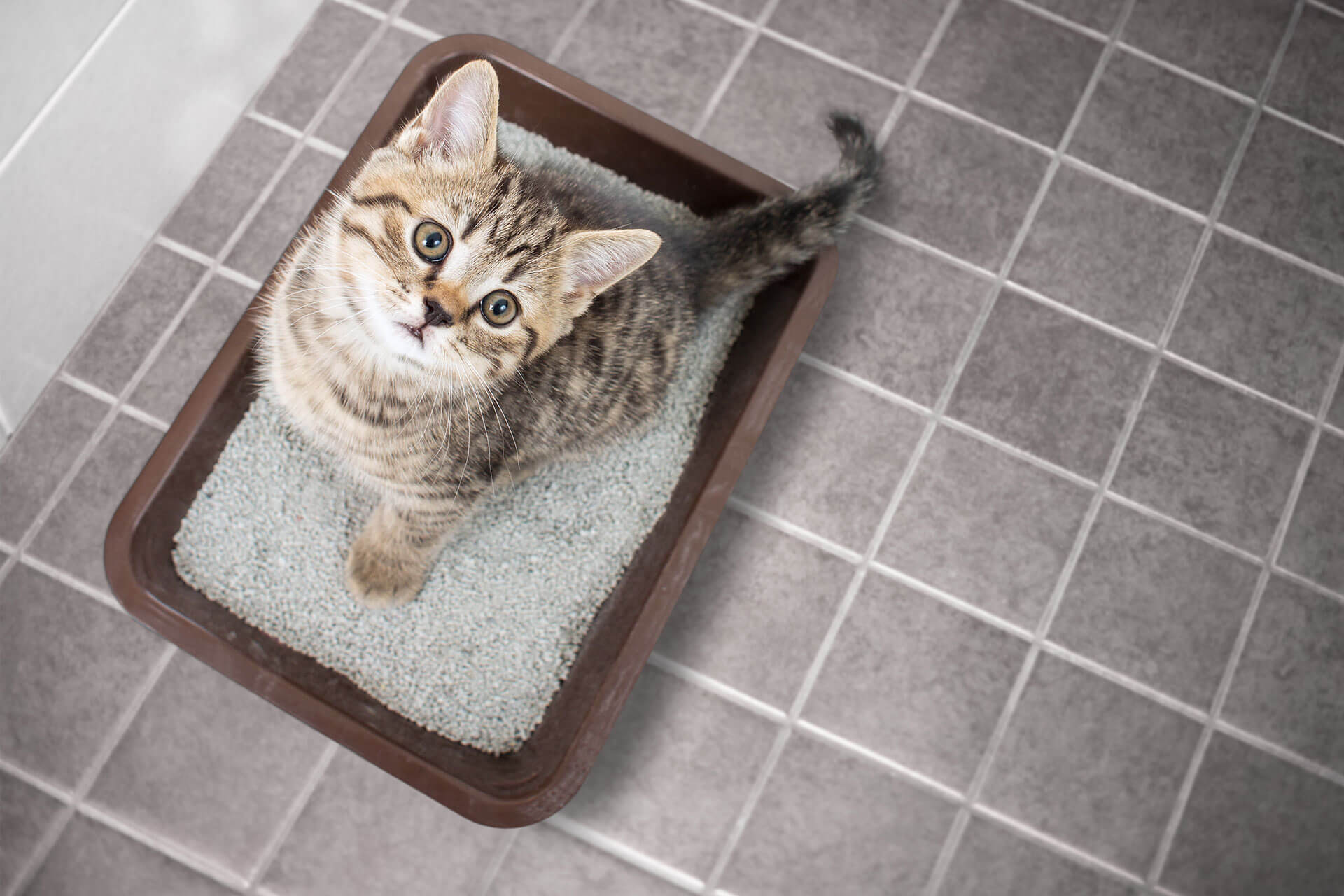 Ranking the best cat litter cleaners for 2022