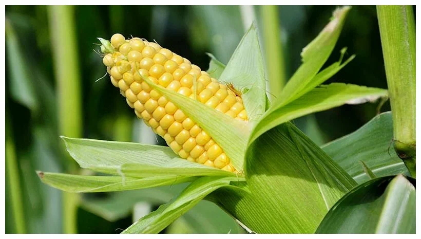 Ranking of the best popcorn corn for 2022