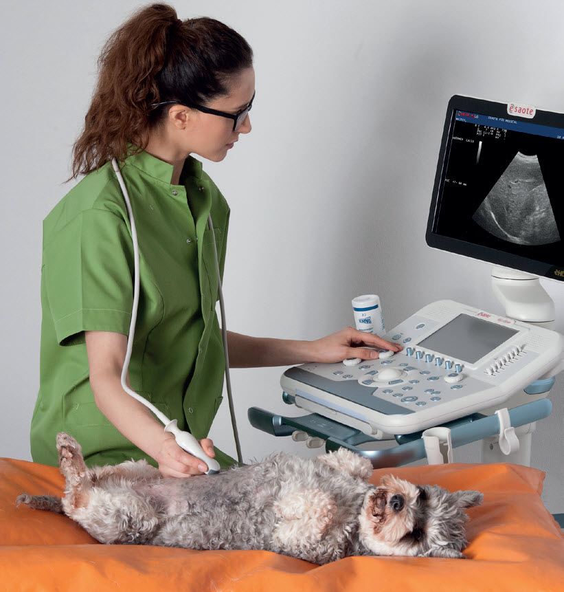 Rating of the best veterinary ultrasound machines for 2022